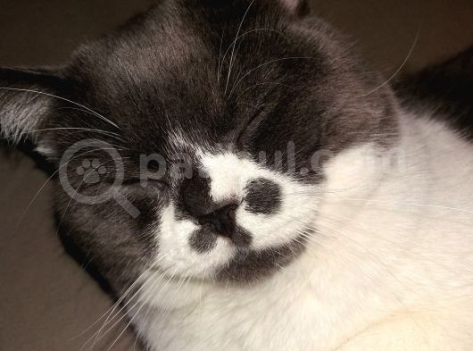 1 Yaşında Tuvalet Eğitimli Scottish Fold görsel
