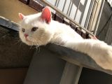 Yakışıklı ve Güzel Gözlü Erkek Kedi