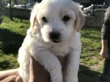 Saf Kan Dişi Maltese