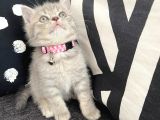 Safkan Kızımız Yeni Yuvasını Arıyor
