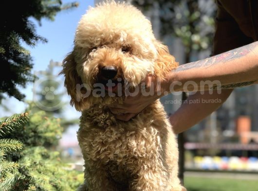 Wc Eğitimli Standart Poodle Barney görsel