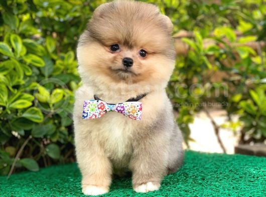 Tatli Pomerani̇an görsel