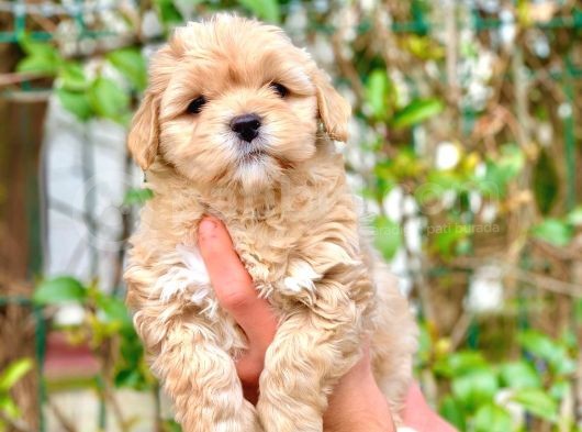 2.5 Aylik Erkek Ve Di̇şi̇ Malti̇poo Yavrular görsel