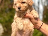 2.5 Aylik Erkek Ve Di̇şi̇ Malti̇poo Yavrular