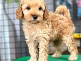 Mini Boy Toy Poodle Bebekler