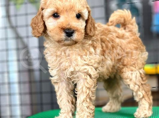 Mini Boy Toy Poodle Bebekler görsel