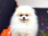 ** Teddybear Sevimli Boo**