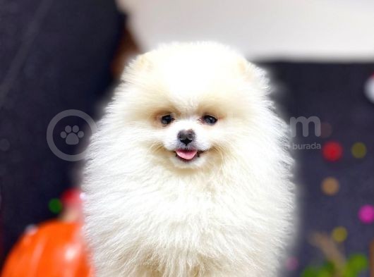 ** Teddybear Sevimli Boo**