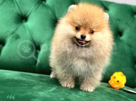 Gülen Surat Pomerani̇an Boo Yavrularimiz görsel