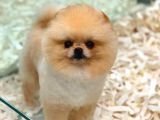 1 Yaşında Teacup Pomeranian Boo Erkek