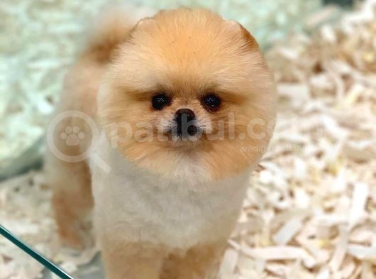 1 Yaşında Teacup Pomeranian Boo Erkek