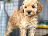 Mini Boy Toy Poodle Bebekler