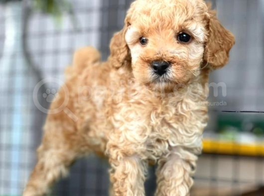 Mini Boy Toy Poodle Bebekler