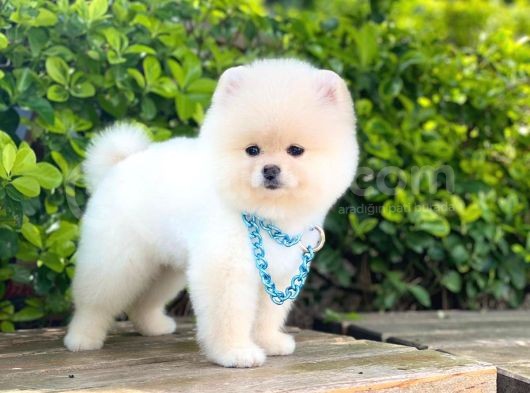 Yavru Pomerani̇an Boo görsel
