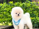 Yavru Pomerani̇an Boo
