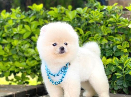 Yavru Pomerani̇an Boo