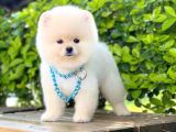 Yavru Pomerani̇an Boo