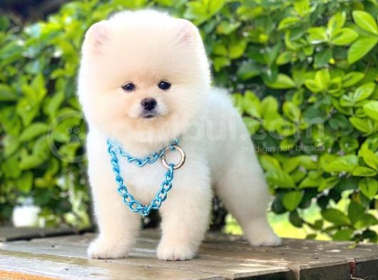 Yavru Pomerani̇an Boo görsel