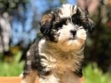 2.5 Aylık Erkek Morkie