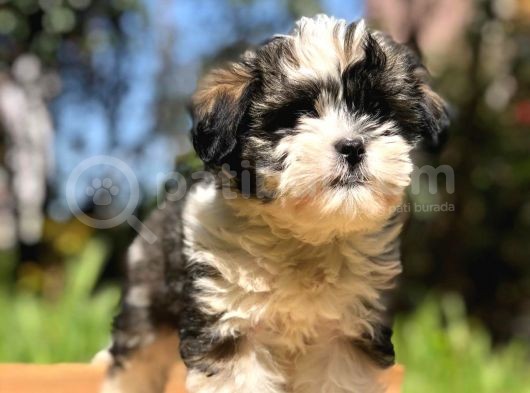 2.5 Aylık Erkek Morkie görsel