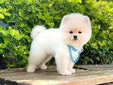 Yavru Pomerani̇an Boo