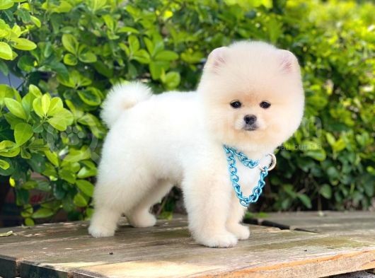 Yavru Pomerani̇an Boo görsel