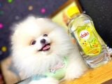 ** Teddybear Sevimli Boo**