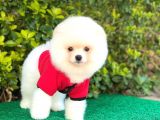 Sevi̇mli̇ Pomerani̇an