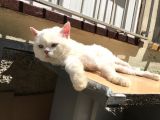 Yakışıklı Ve Güzel Gözlü Erkek Kedi