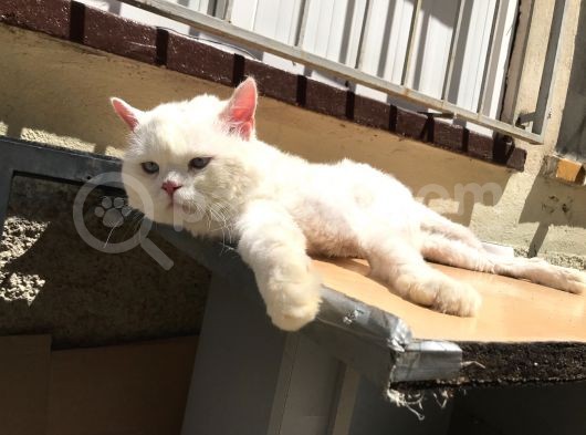 Yakışıklı Ve Güzel Gözlü Erkek Kedi görsel