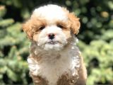 Dizayn Irk Maltipoo Bebekler