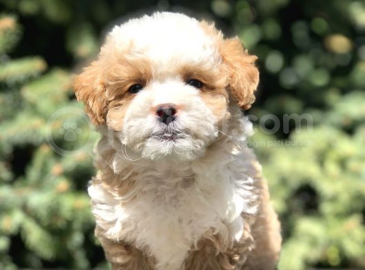 Dizayn Irk Maltipoo Bebekler görsel