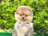 Tatli Pomerani̇an