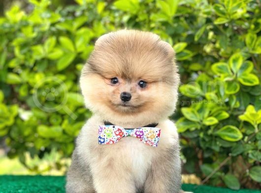 Tatli Pomerani̇an görsel