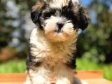 2.5 Aylık Erkek Morkie