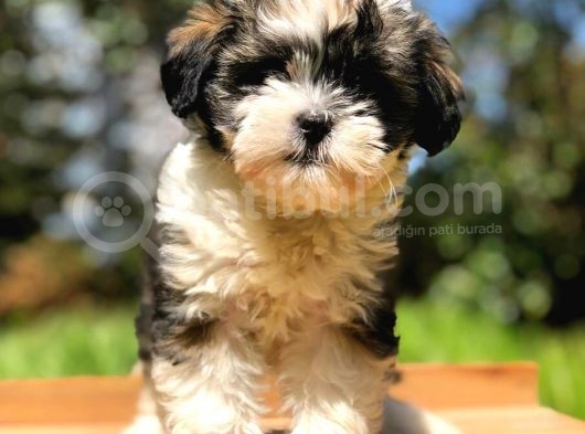 2.5 Aylık Erkek Morkie görsel