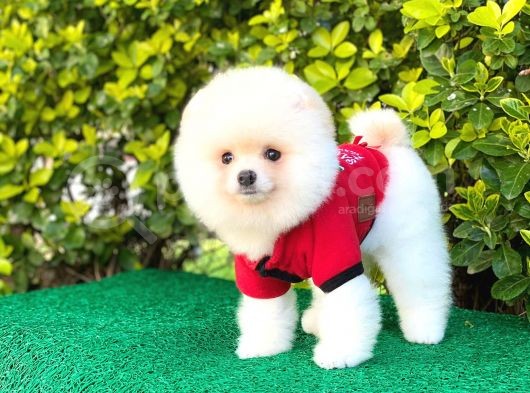 Sevimli Pomeranian Boo görsel