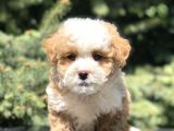 Dizayn Irk Maltipoo Bebekler
