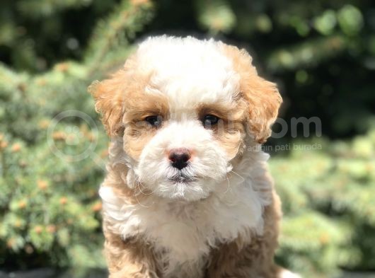Dizayn Irk Maltipoo Bebekler