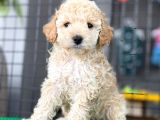 Mini Boy Toy Poodle Bebekler
