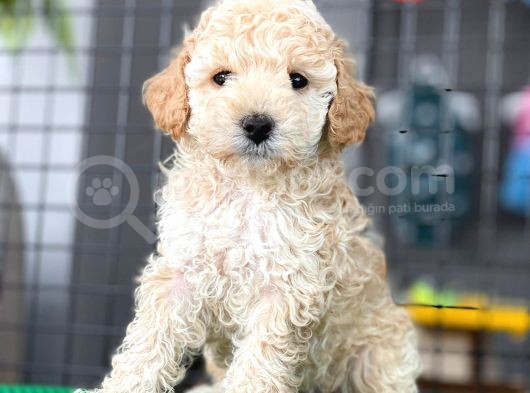 Mini Boy Toy Poodle Bebekler görsel