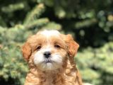 Party Color Maltipoo Yavrumuz
