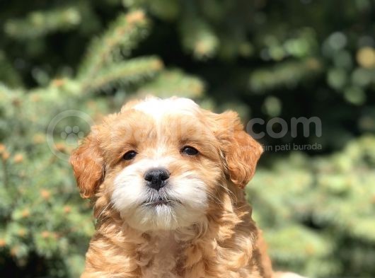 Party Color Maltipoo Yavrumuz görsel