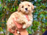 2.5 Aylik Erkek Ve Di̇şi̇ Malti̇poo Yavrular