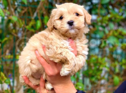 2.5 Aylik Erkek Ve Di̇şi̇ Malti̇poo Yavrular görsel