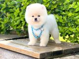 Orjinal Pomeranian Erkek