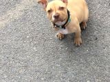 Safkan 3 Aylık Erkek American Bully