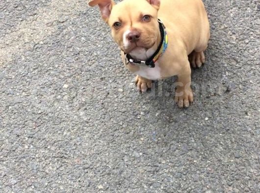 Safkan 3 Aylık Erkek American Bully görsel