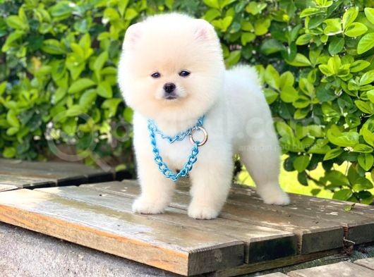 Yavru Pomerani̇an Boo görsel