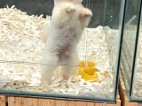 1 Yaşında Erkek 1.6 Kg Teacup Pomeranian Boo